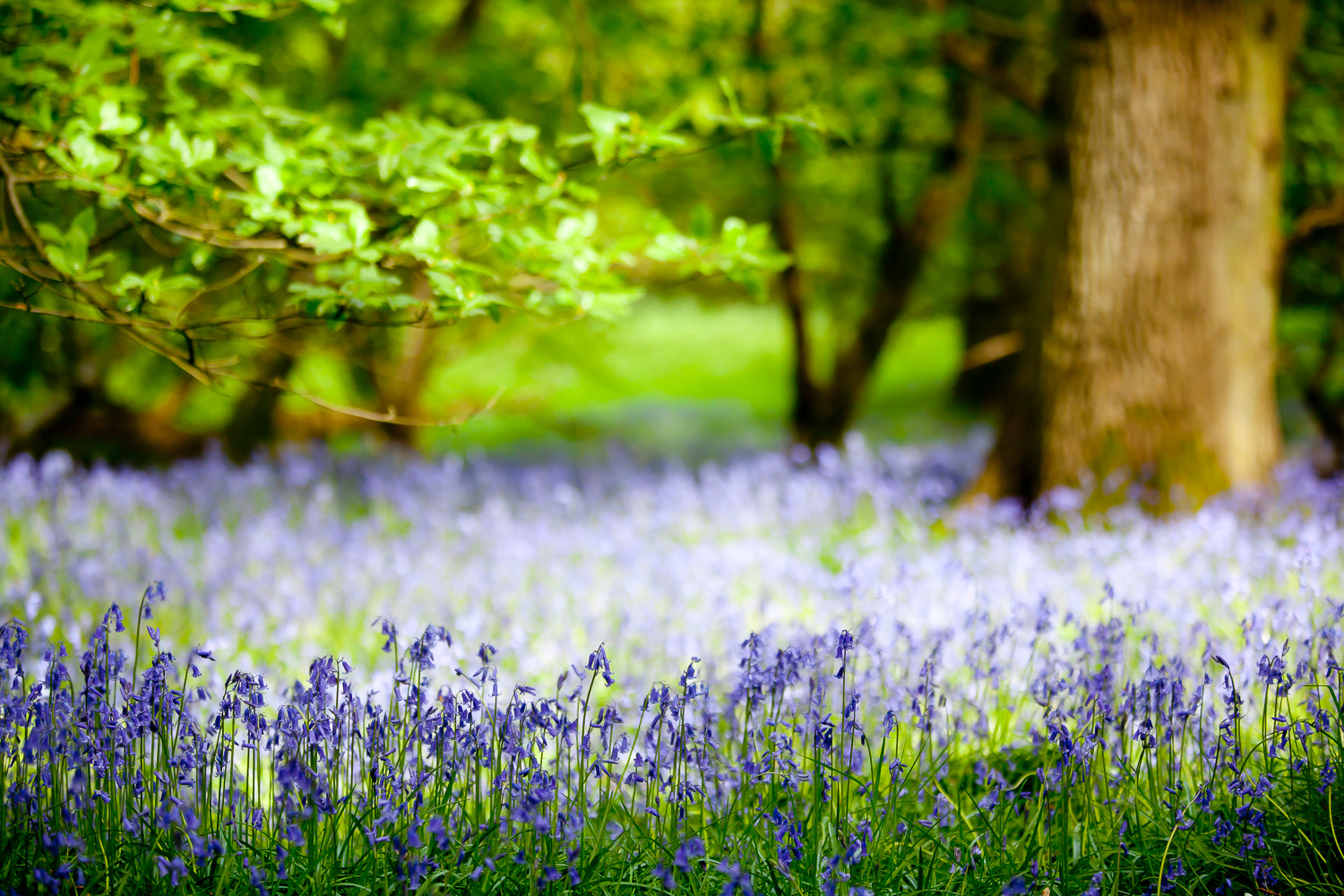 English Bluebell flelds Hammerwood, JJWarren Photography